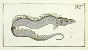 Osteichthyes Prints: Trichiurus lepturus or the Sword fish