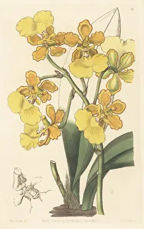 Central America Prints: Trichocentrum bicallosum orchid