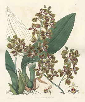 Guatemala Prints: Trichocentrum microchilum orchid
