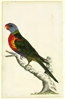 Perching Prints: Trichoglossus haematobus, rainbow lorikeet