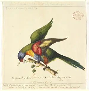 Lorikeet Prints: Trichoglossus haematodus moluccanus, rainbow lorikeet