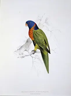 Lear Prints: Tricholglossus rubritorquis, red-collared lorikeet