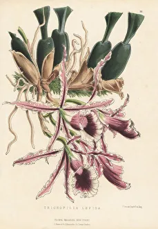 Guatemala Prints: Trichopilia marginata orchid