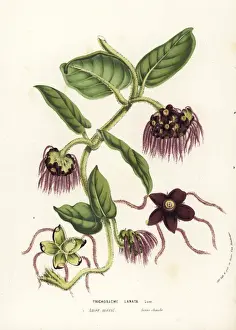 Trichosacme lanata