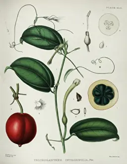 S Eed Prints: Trichosanthes integrifolia