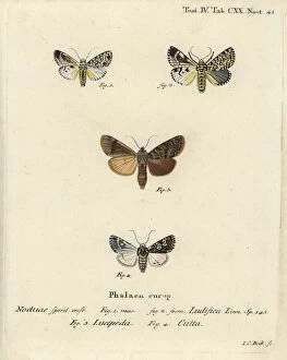 Johann Gallery: Trichosea ludifica, Rhyacia lucipeta and Lamprosticta culta