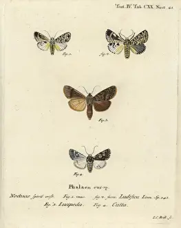 Knot Prints: Trichosea ludifica, Rhyacia lucipeta and Lamprosticta culta