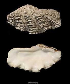 Mollusc Collection: Tridacna gigas, giant clam
