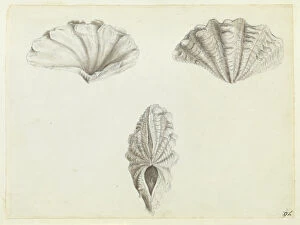 Bivalve Collection: Tridacna maxima R�g, 1798, giant clam