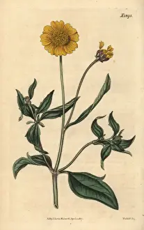 Tridax trilobata