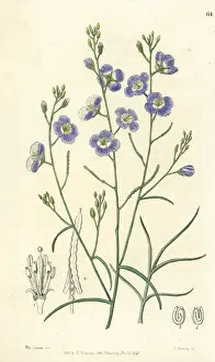 Trifid suncress, Heliophila trifida