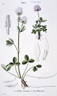 Fabaceae Prints: Trifolium montanum, mountain clover