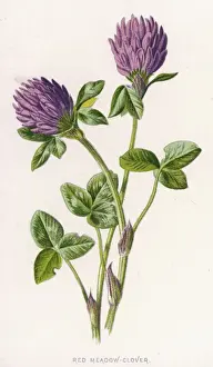 Trifolium Pratense