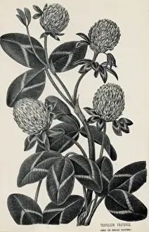 B Road Prints: Trifolium Pratense
