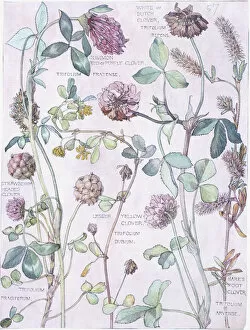Rosid Gallery: Trifolium pratensis, clover