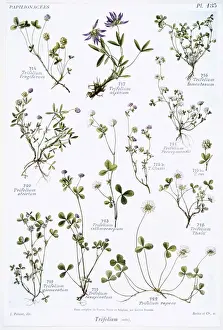 Trifolium sp. clover