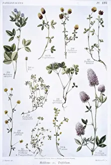 Fabaceae Prints: Trifolium sp. & Meliotus sp. clover