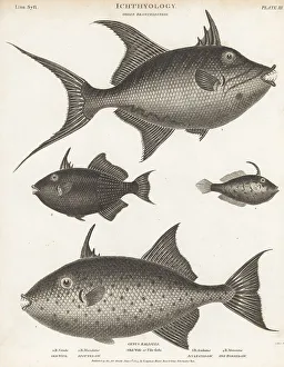 Hurst Prints: Triggerfish and leatherjacket species