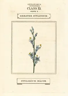 Duppa Prints: Triggerplant or greater stylidium, Stylidium major