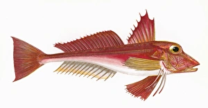 Trigla cuculus, or Blochs Gurnard Trigla cuculus, or Blochs Gurnard