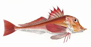 Piper Prints: Trigla lyra, or Piper Gurnard