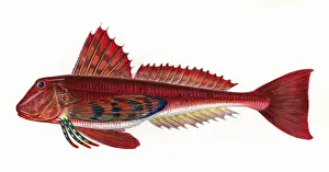 Streaked Prints: Trigloporus lastoviza, or Streaked Gurnard