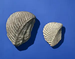 Lamellibranchia Prints: Trigona, bivalves