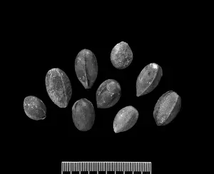 Polypodiophyta Prints: Trigonocarpus parkinsoni