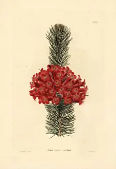 Loddiges Prints: Tril heath, Erica vestita coccinea