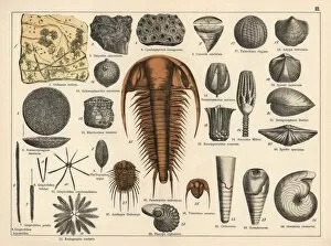 Geology Collection: Trilobite, sponge and zoophyte fossils