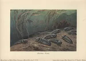 Cambrian Prints: Trilobites, fossil group of extinct marine