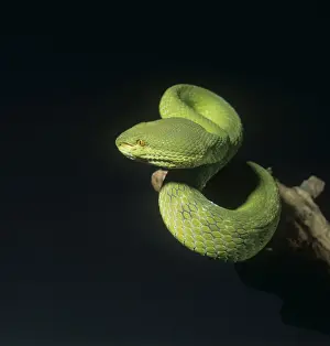 Trimeresurus albolabris, bamboo pit viper