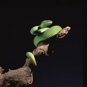 Trimeresurus albolabris, bamboo pit viper