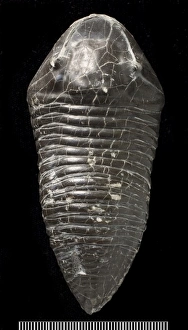 Phanerozoic Gallery: Trimerus, a fossil trilobite