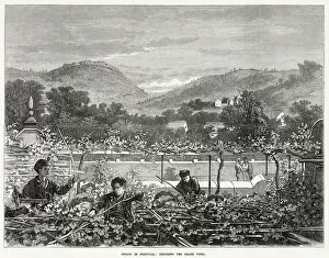Grape Collection: Trimming the grape vines in spring. Date: 1873