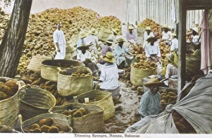 Images Dated 4th May 2011: Trimming Sponges, Nassau, Bahamas