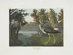 Scolopacidae Prints: Tringa flavipes, lesser yellowlegs