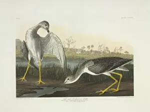 Scolopacidae Prints: Tringa melanoleuca, greater yellowlegs