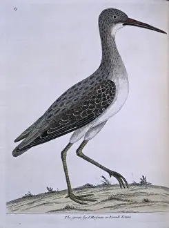 Tringa nebularia, common greenshank
