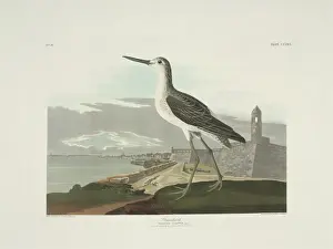 Tringa nebularia, common greenshank