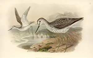 Tringa nebularia, common greenshank