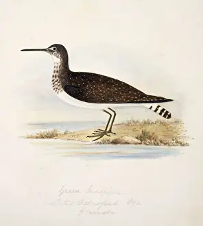 Tringa ochropus, green sandpiper
