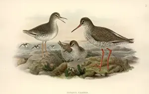 Charadriiformes Prints: Tringa totanus, common redshank