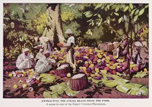 Extracting Prints: Trinidad Cocoa Harvest