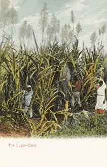 Images Dated 17th August 2011: Trinidad - A field of Sugar Cane