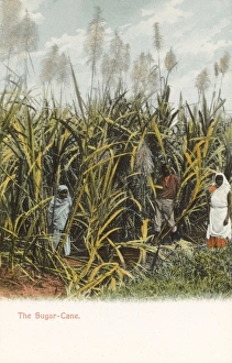 Images Dated 17th August 2011: Trinidad - A field of Sugar Cane