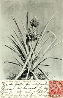 Images Dated 16th September 2011: Trinidad and Tobago - Pineapple Plant