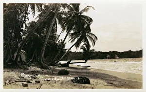 Palms Collection: Trinidad and Tobago, West Indies - Mayaro Beach