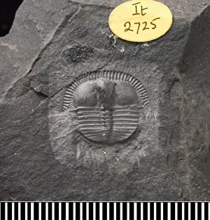 David Lewis Prints: Trinucleus, a fossil trilobite
