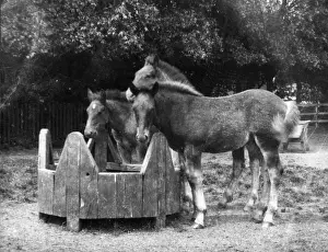 Trio of Foals